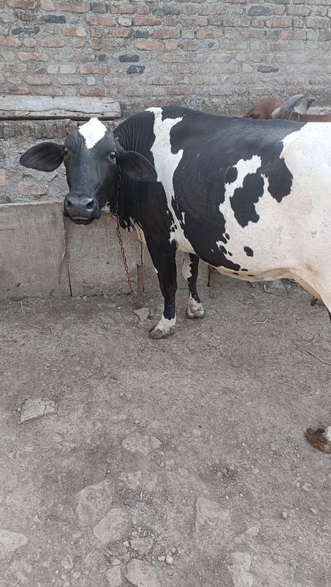 આ ગાય સાટા કરવાના છે