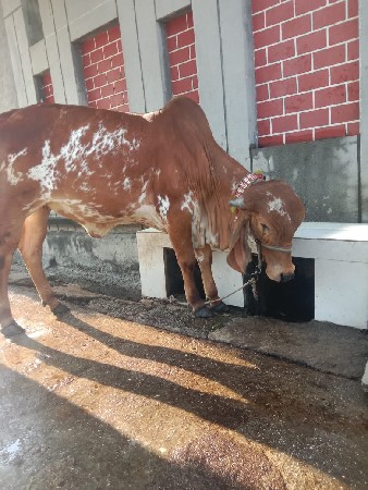 थंबनेल 2