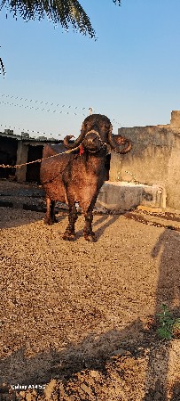 વેચવાની