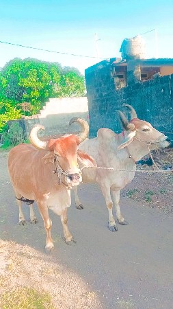 રાજુભાઈ સોલંકી દેવીપુજક