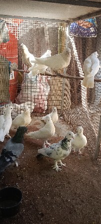 કબૂતર વેચવાના છે