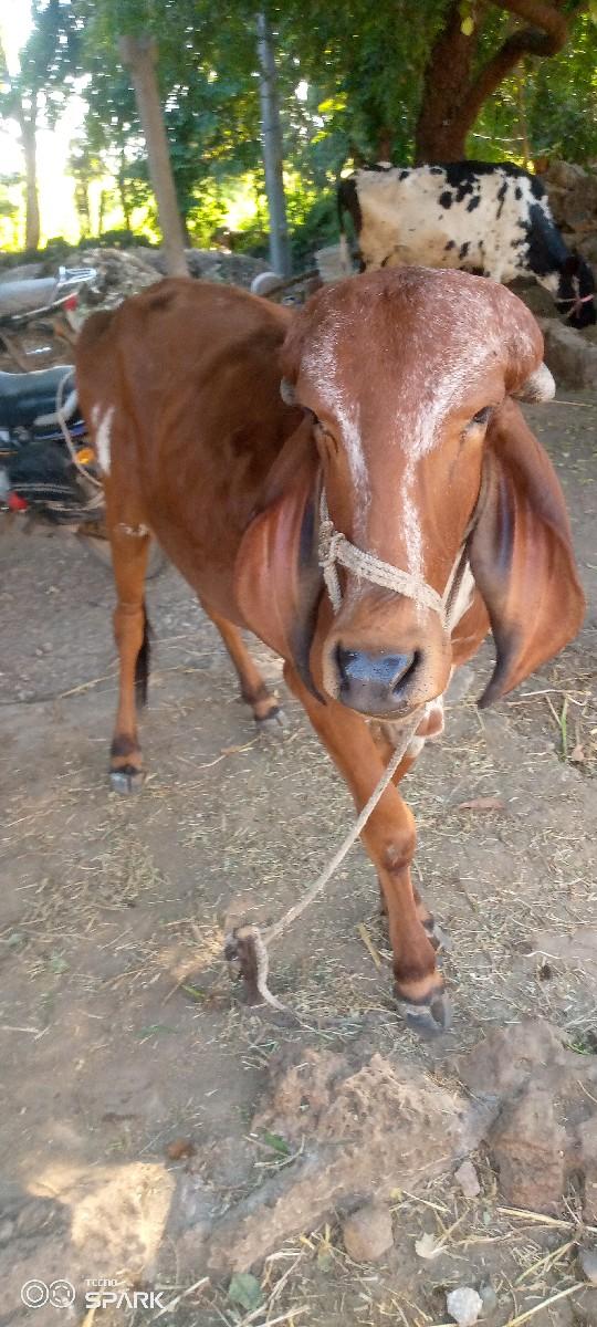 थंबनेल 2