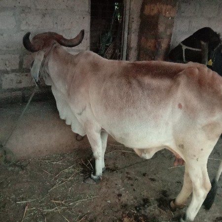 ગાય વેચવાની છે