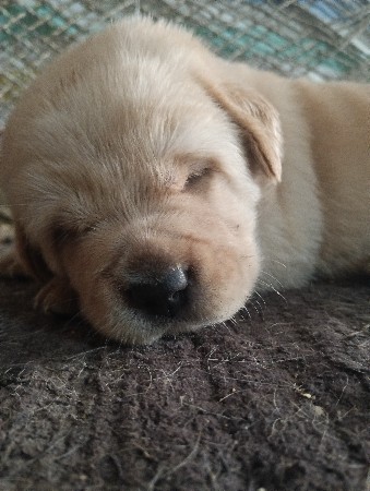 લેબરા ડોગ 
વેચવાના છે 
પંજાબી બ્રિડ