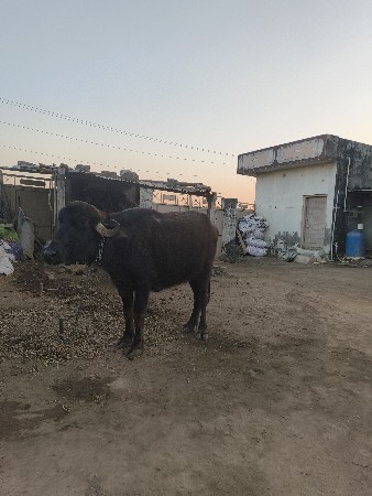 થંબનેલ 3