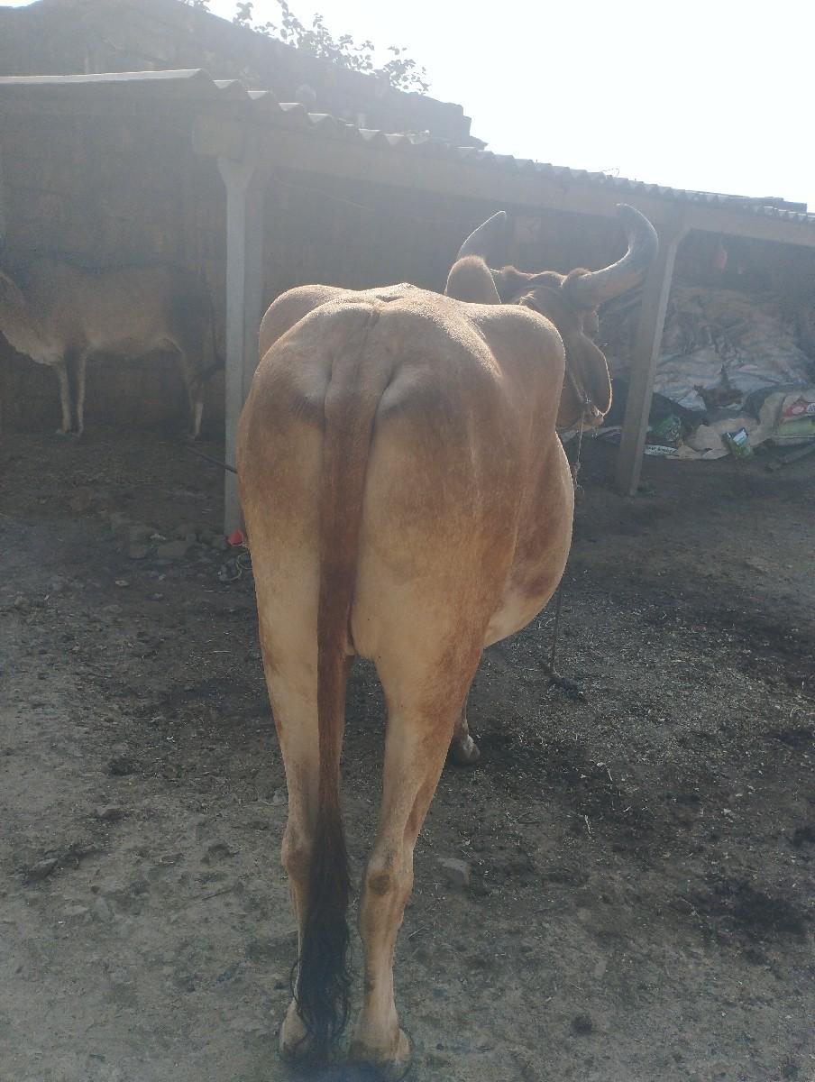 વૅશવાનૉછૅ