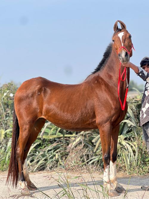 थंबनेल 2