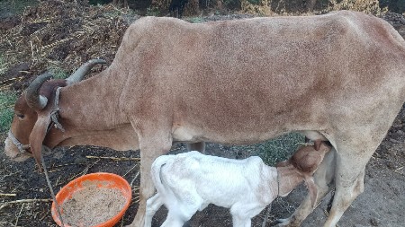 થંબનેલ 3