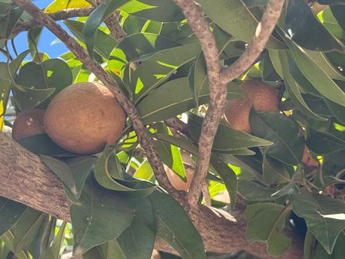 ચીકુ કાલિપતી