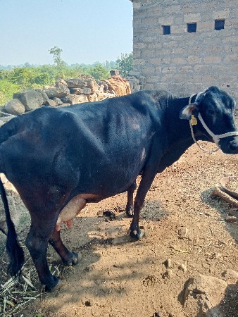 थंबनेल 2