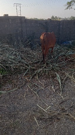 थंबनेल 3