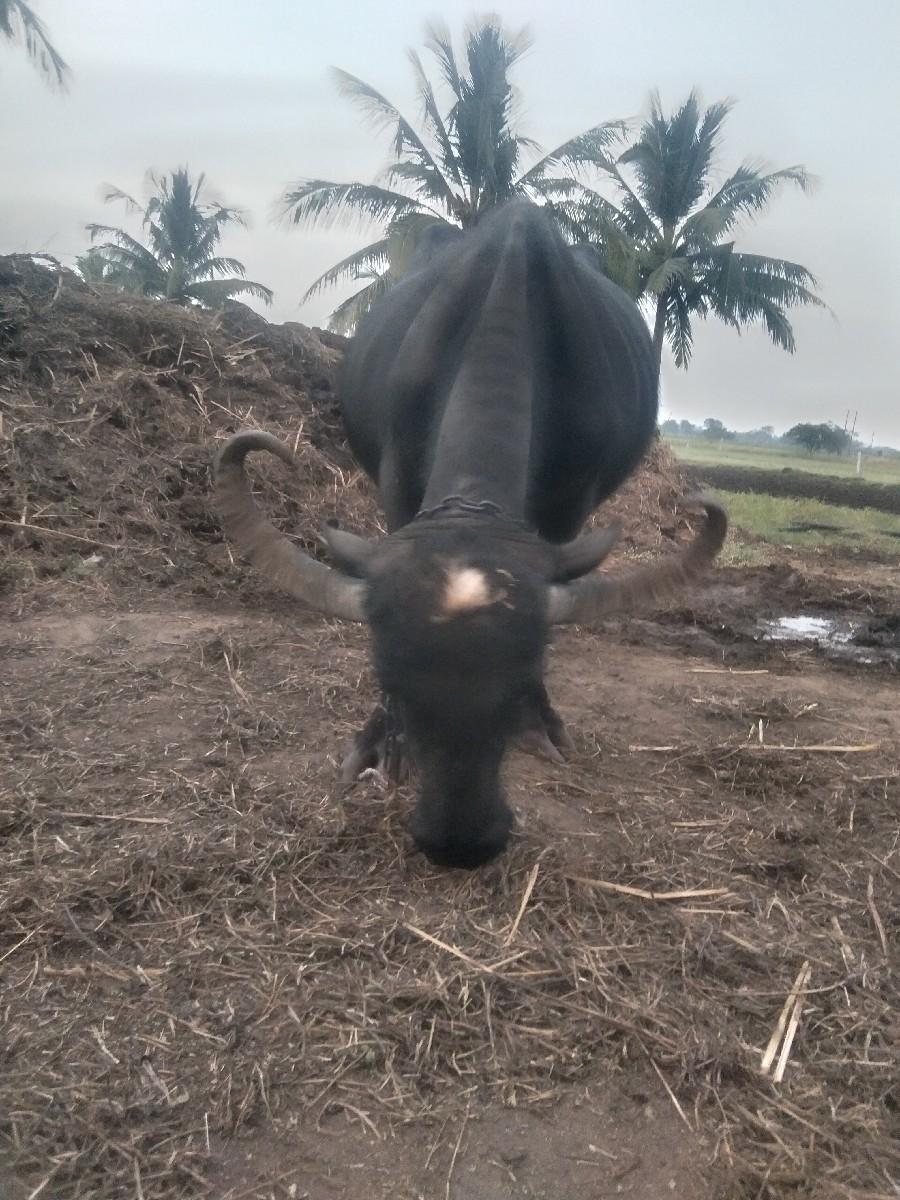 થંબનેલ 2