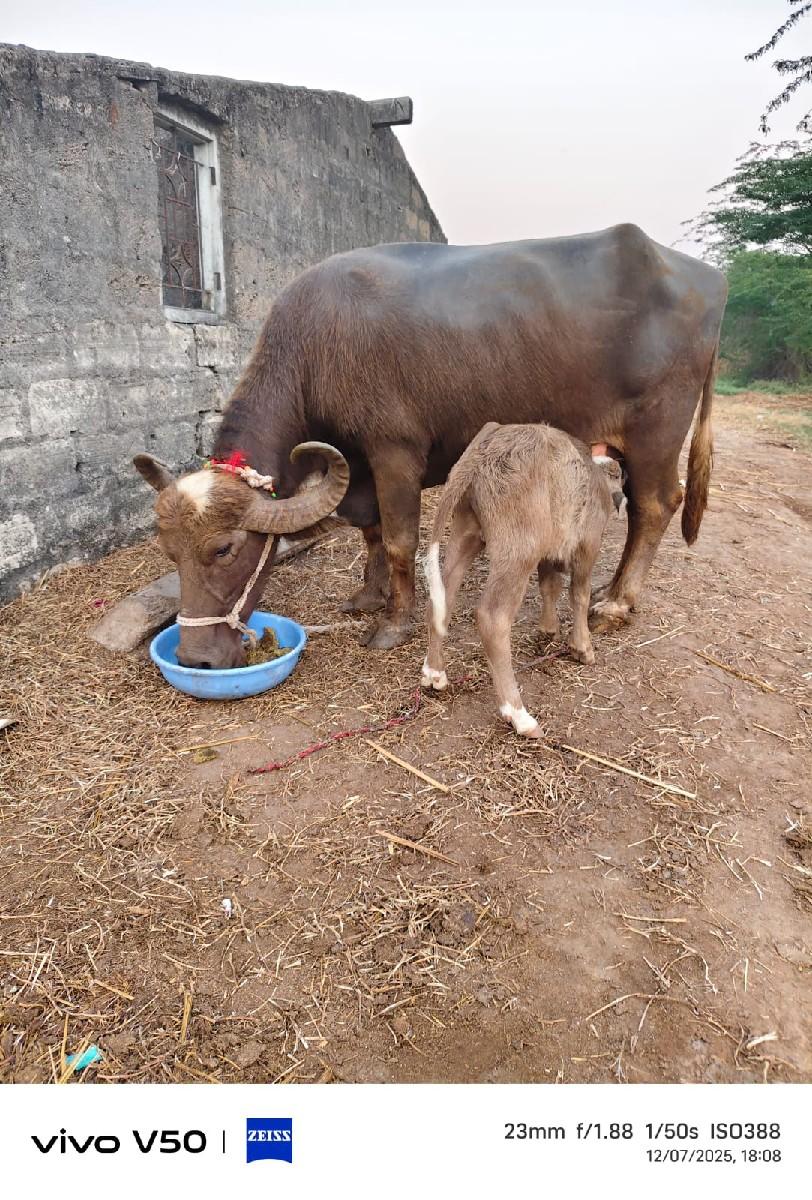 थंबनेल 2