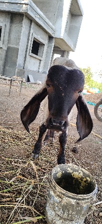 થંબનેલ 2