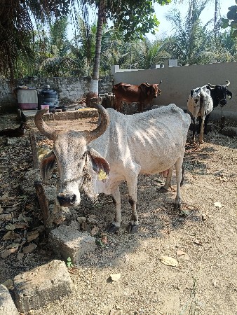 થંબનેલ 2