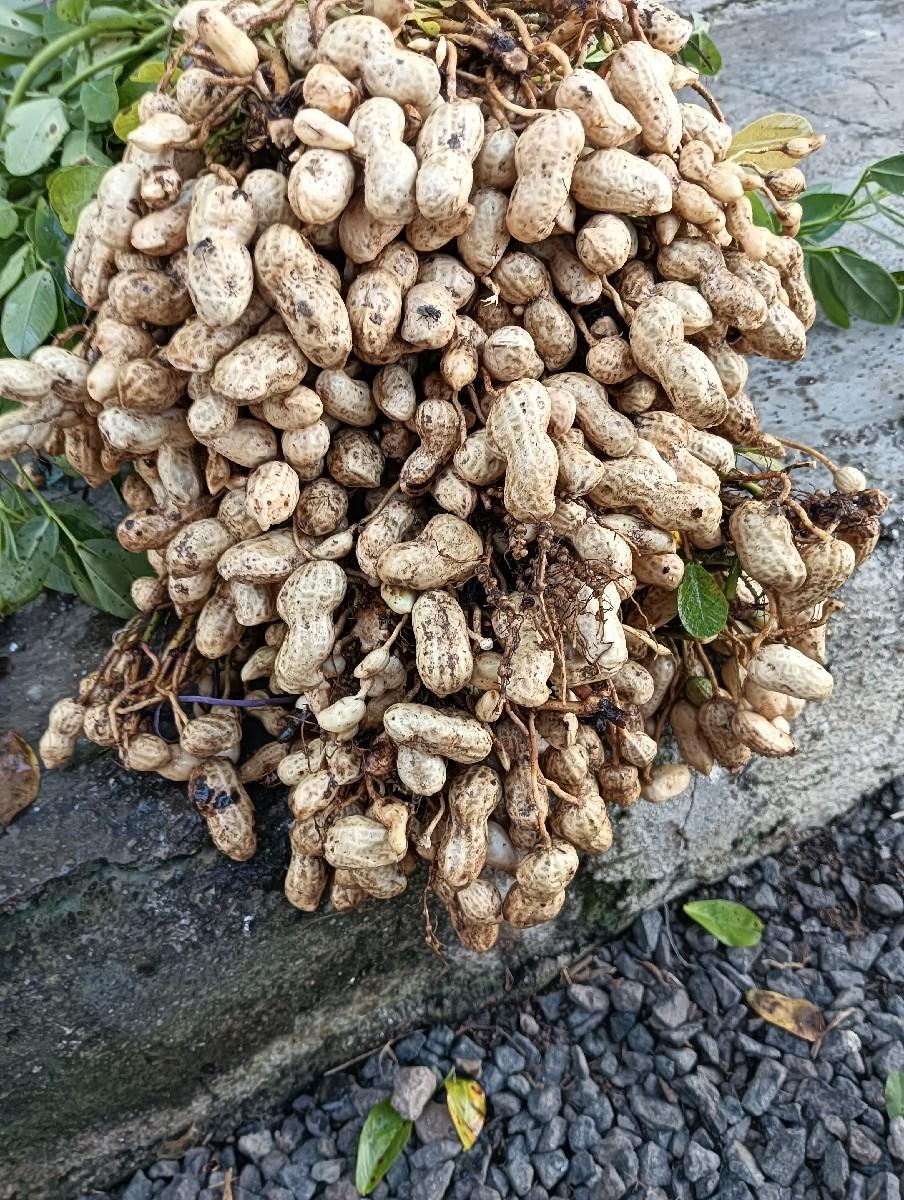 थंबनेल 3