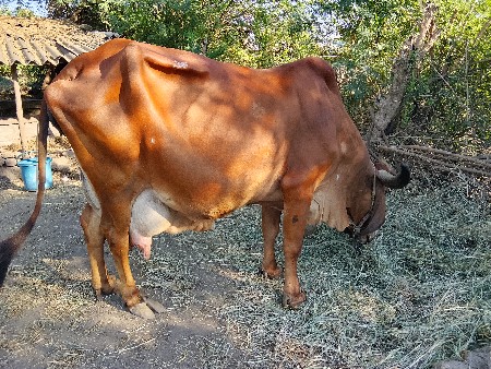 थंबनेल 4