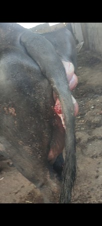 ભેસ વેચવાની છે