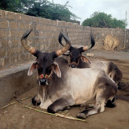 थंबनेल 2