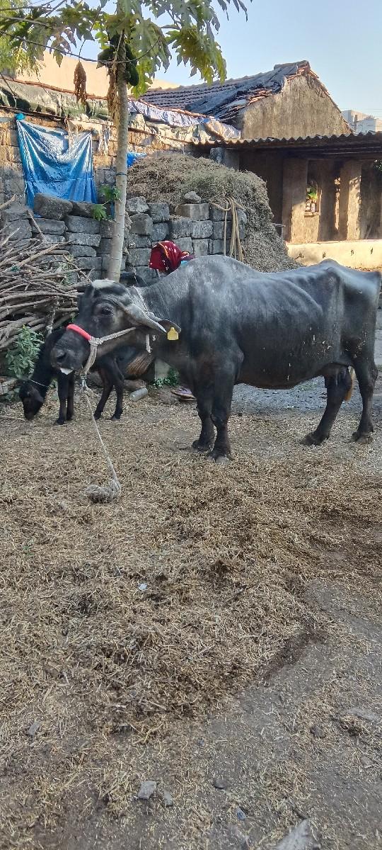 થંબનેલ 2