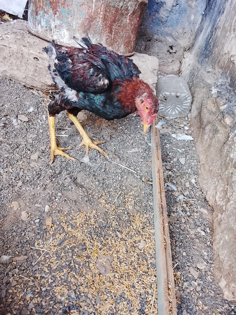 થંબનેલ 2