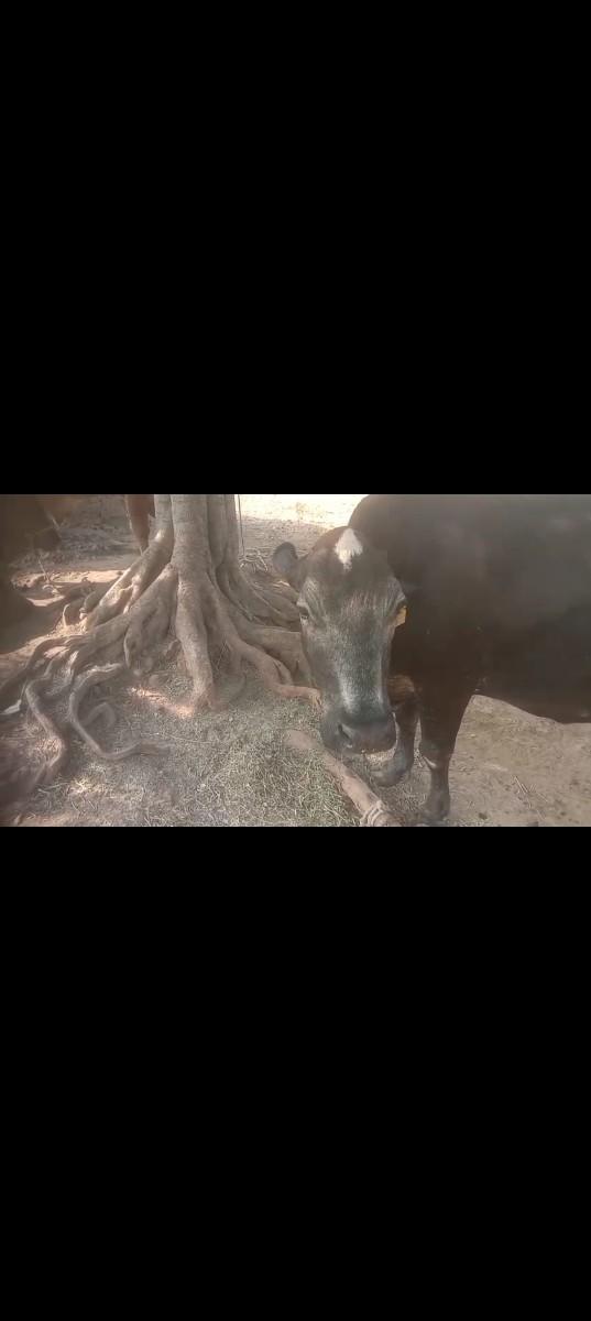 ગાય વેચવાની છે
