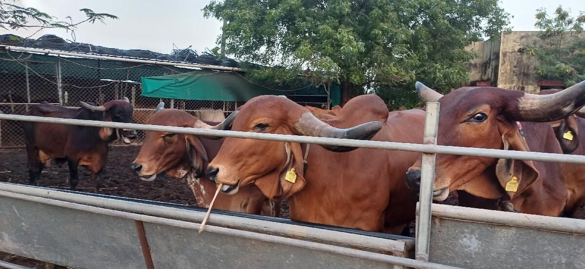 5 ગાય આપવાની છે