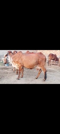 વેચવાની છે