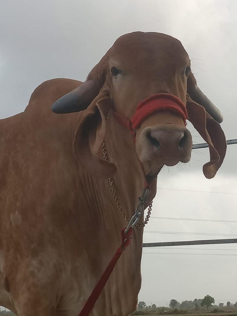 વેચવા ની છે