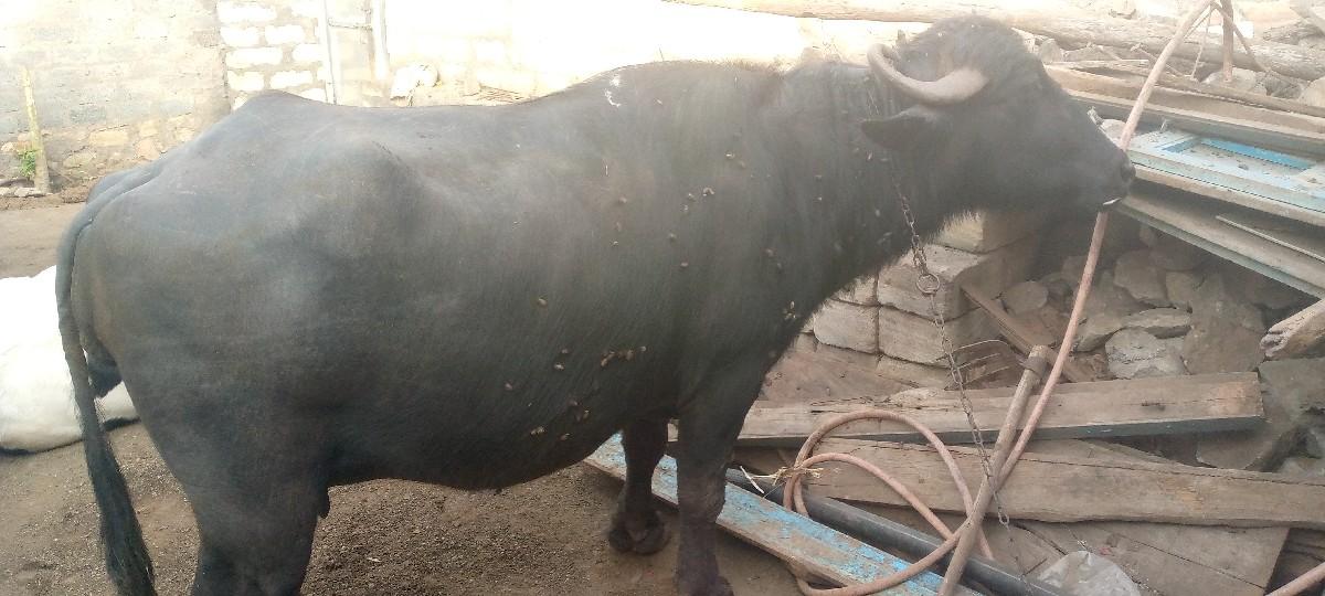 थंबनेल 3