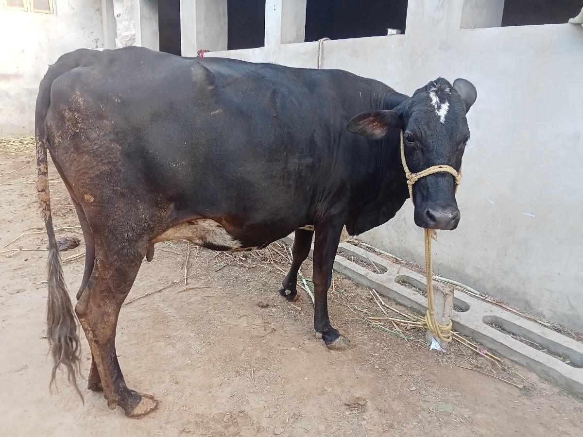 થંબનેલ 3