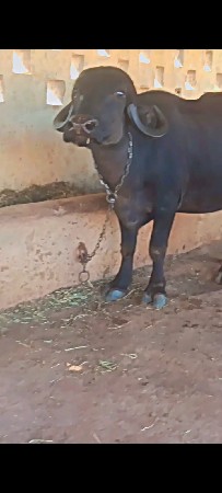 આખડેલી વેચવાની છે