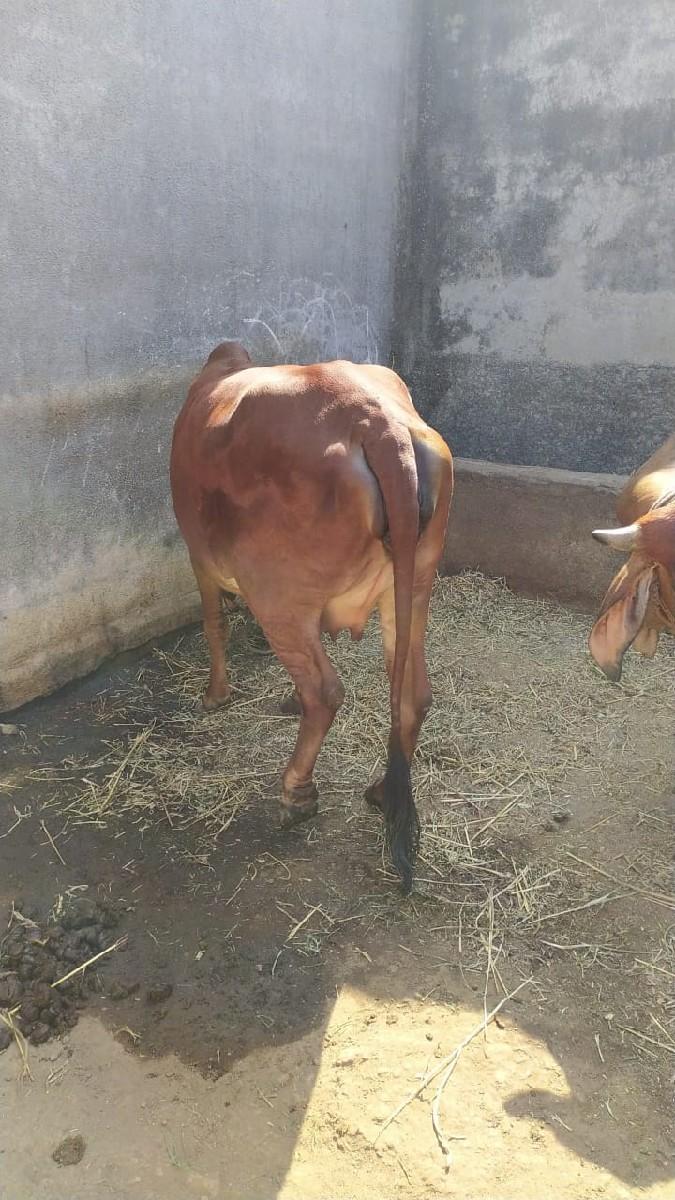 હોડકિ વેચવાની છે