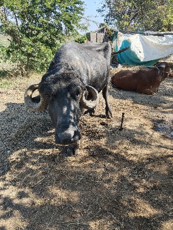 વેશ વાની છે