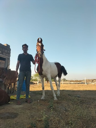 થંબનેલ 2