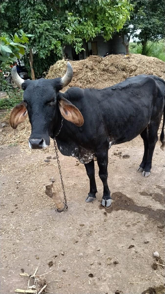 સંજયભાઈ