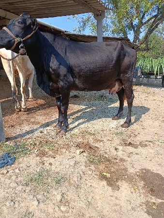 ગાય વેચવાની છે