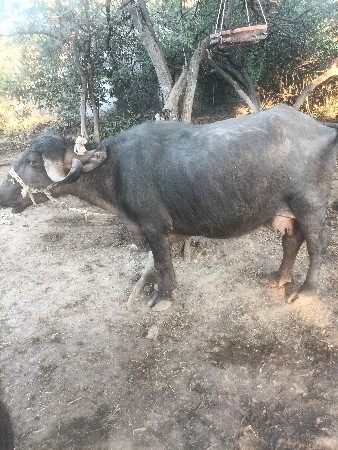 થંબનેલ 3