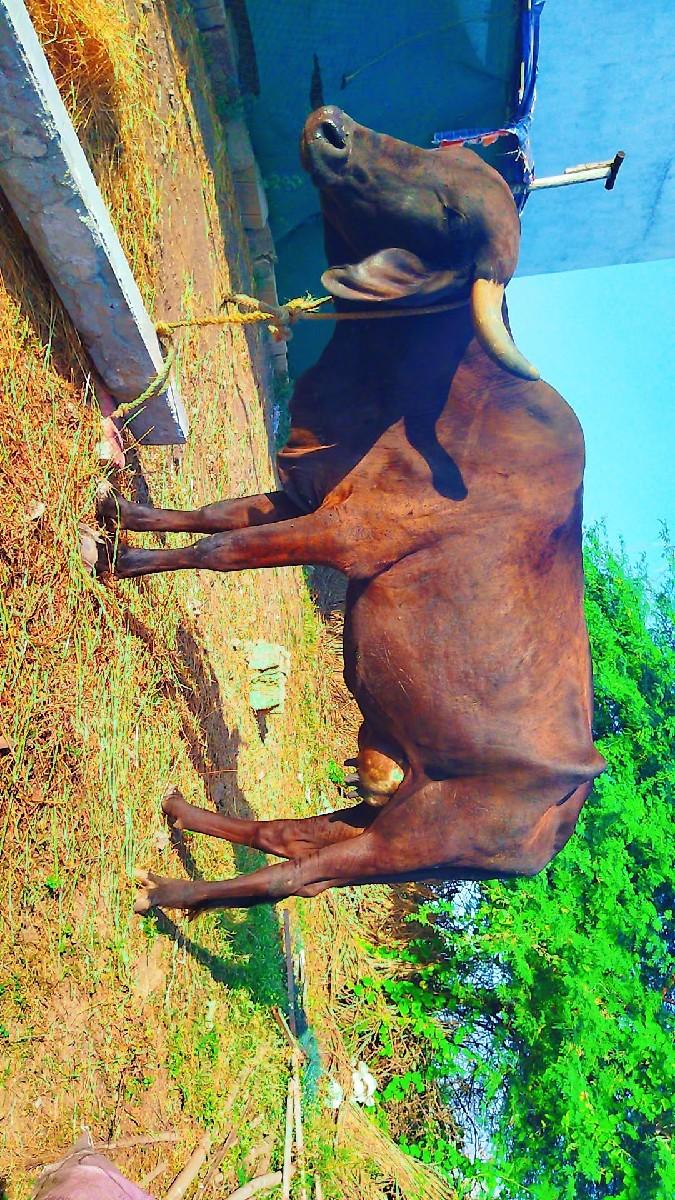 જર્સી ક્રોસિંગ હોડકી વેચવાની છે