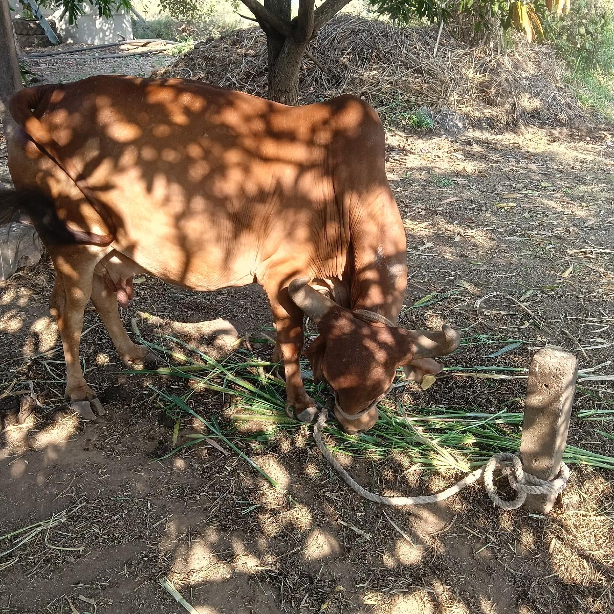 સાવ સોજી છે