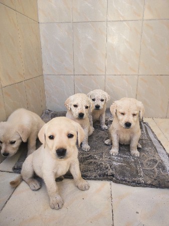 વેચવાના છે લેબ્રાડોર કુતરી