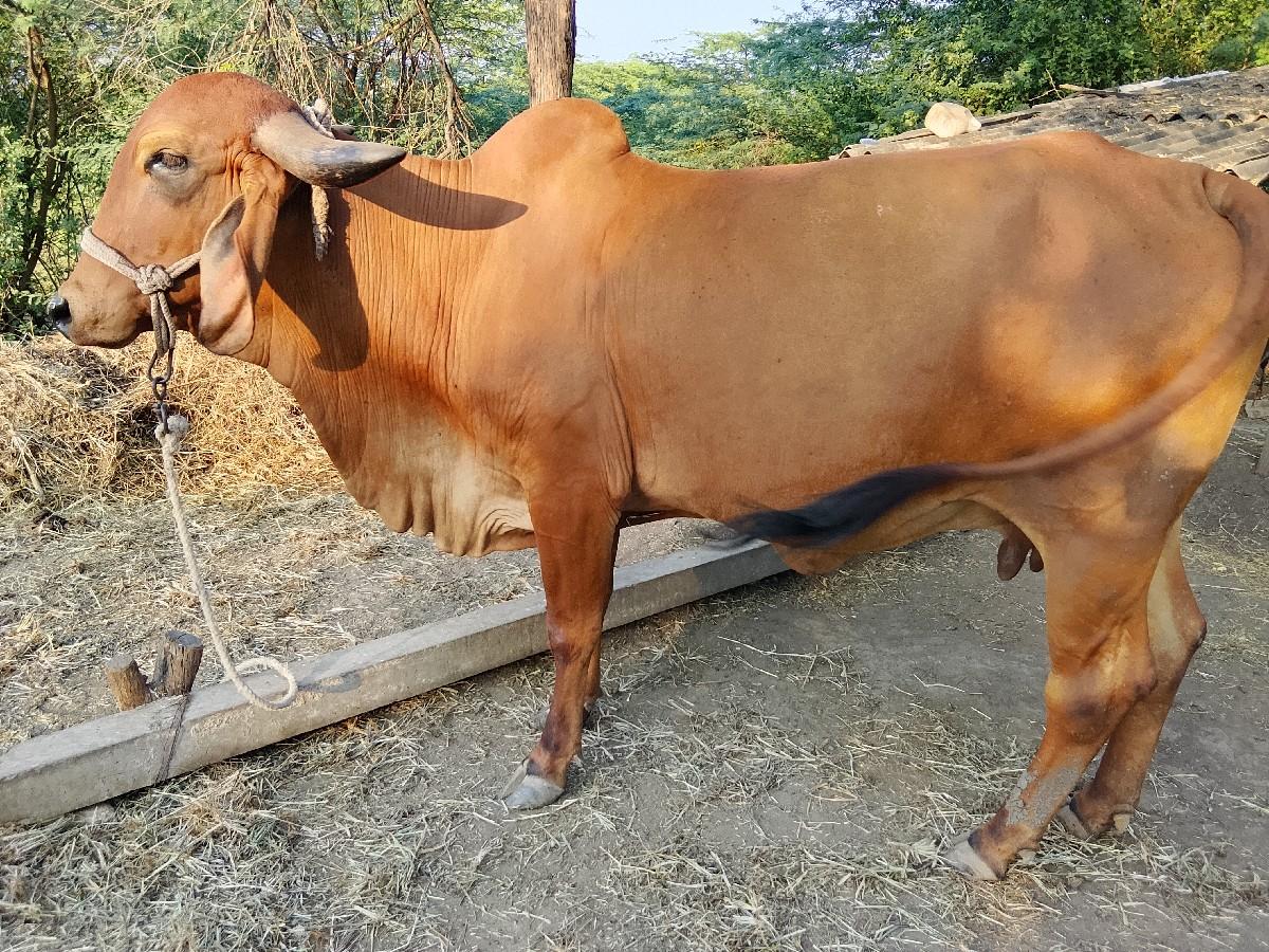 ગીર.બીજુ.વેતર