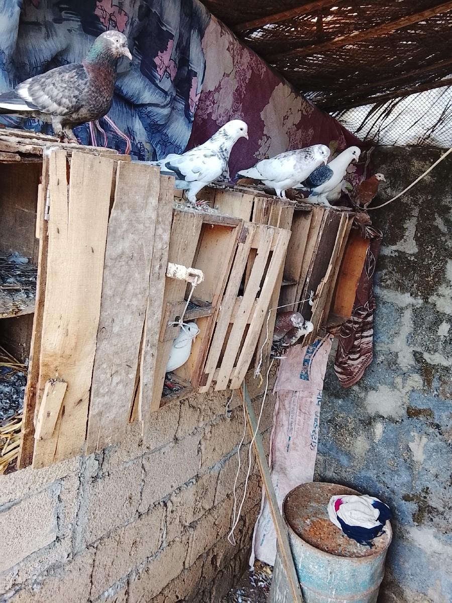 थंबनेल 2