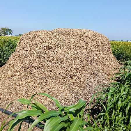 માંડવીનો ભુકોવેસવાનો સે