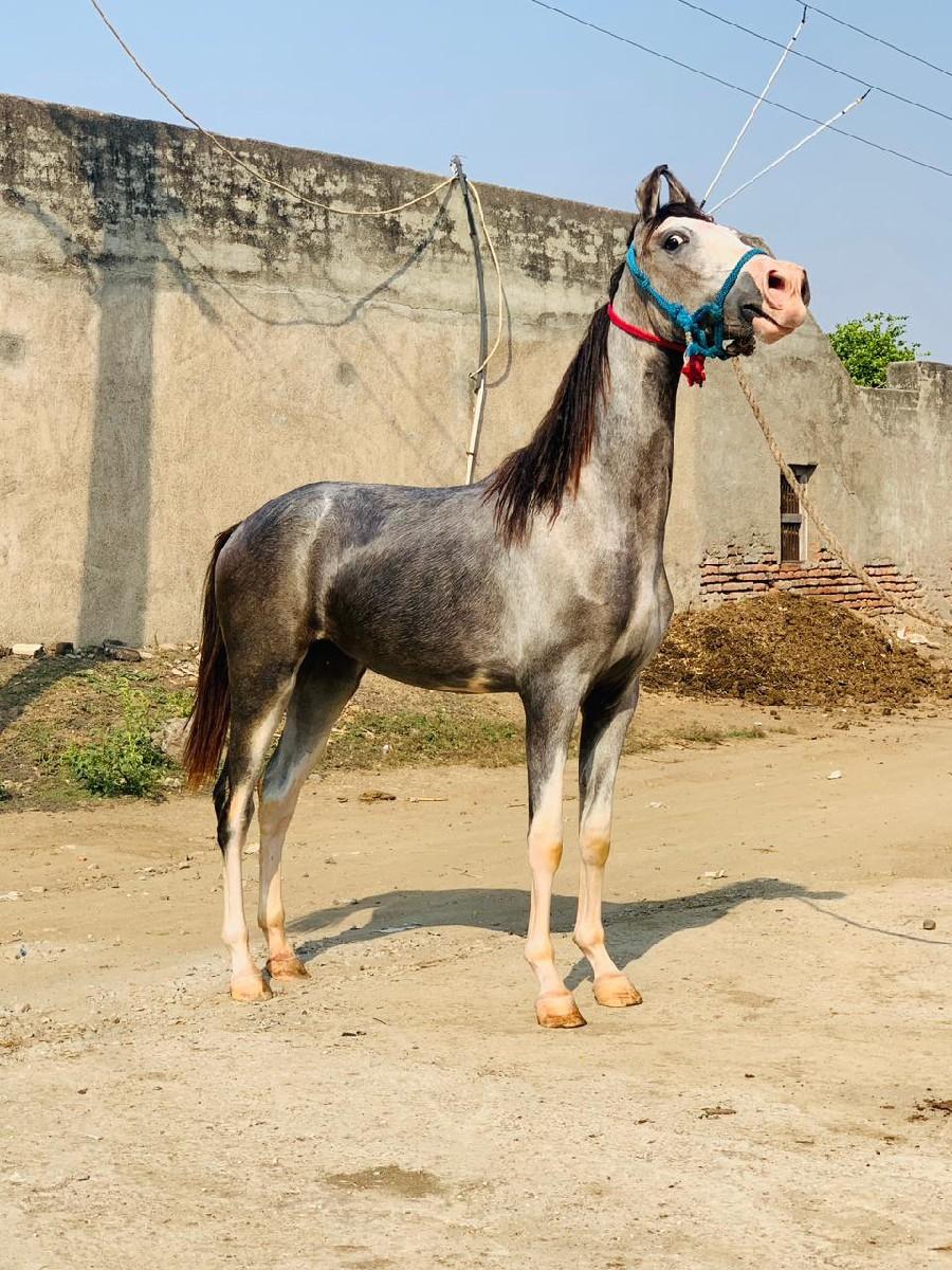 ૯૩૧૫૦૧૪૮૫