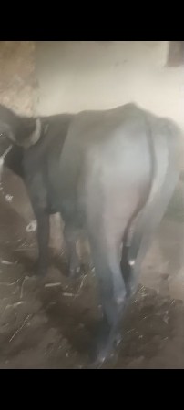 પાડો વેચવાનો