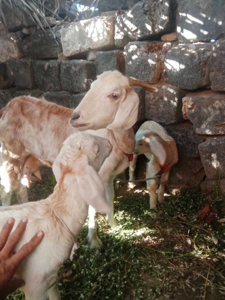 થંબનેલ 3