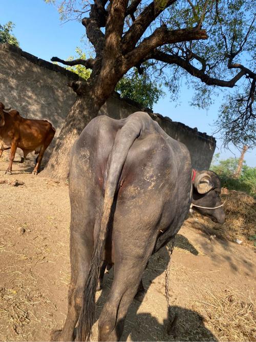 थंबनेल 2