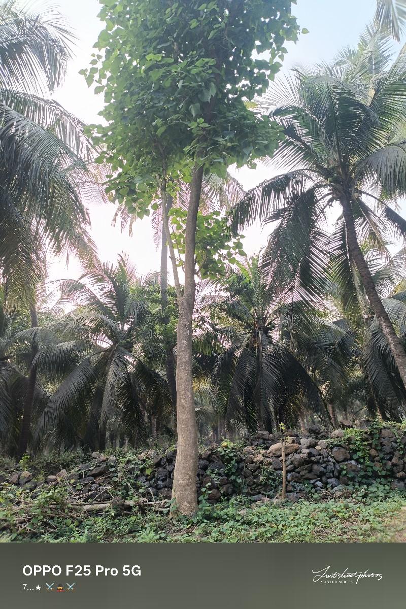 3 સવનુ ના લાકડા વેચવાના છે