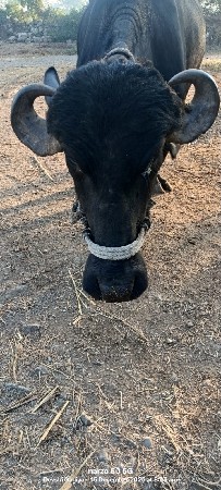 ખળેલી પેલૂ વેતર